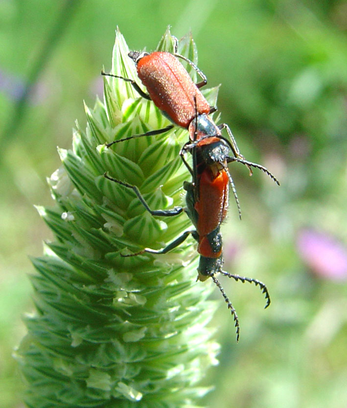 Clanoptilus rufus